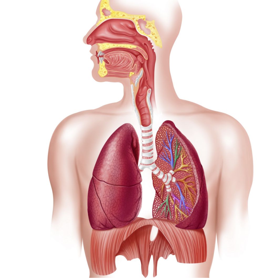 respiratory_system